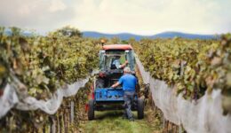 Rear view of tractor with farmers in vineyard, grape harvest concept.