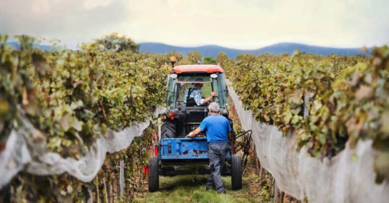 Rear view of tractor with farmers in vineyard, grape harvest concept. Rear view of tractor with farmers in vineyard, grape harvest concept.